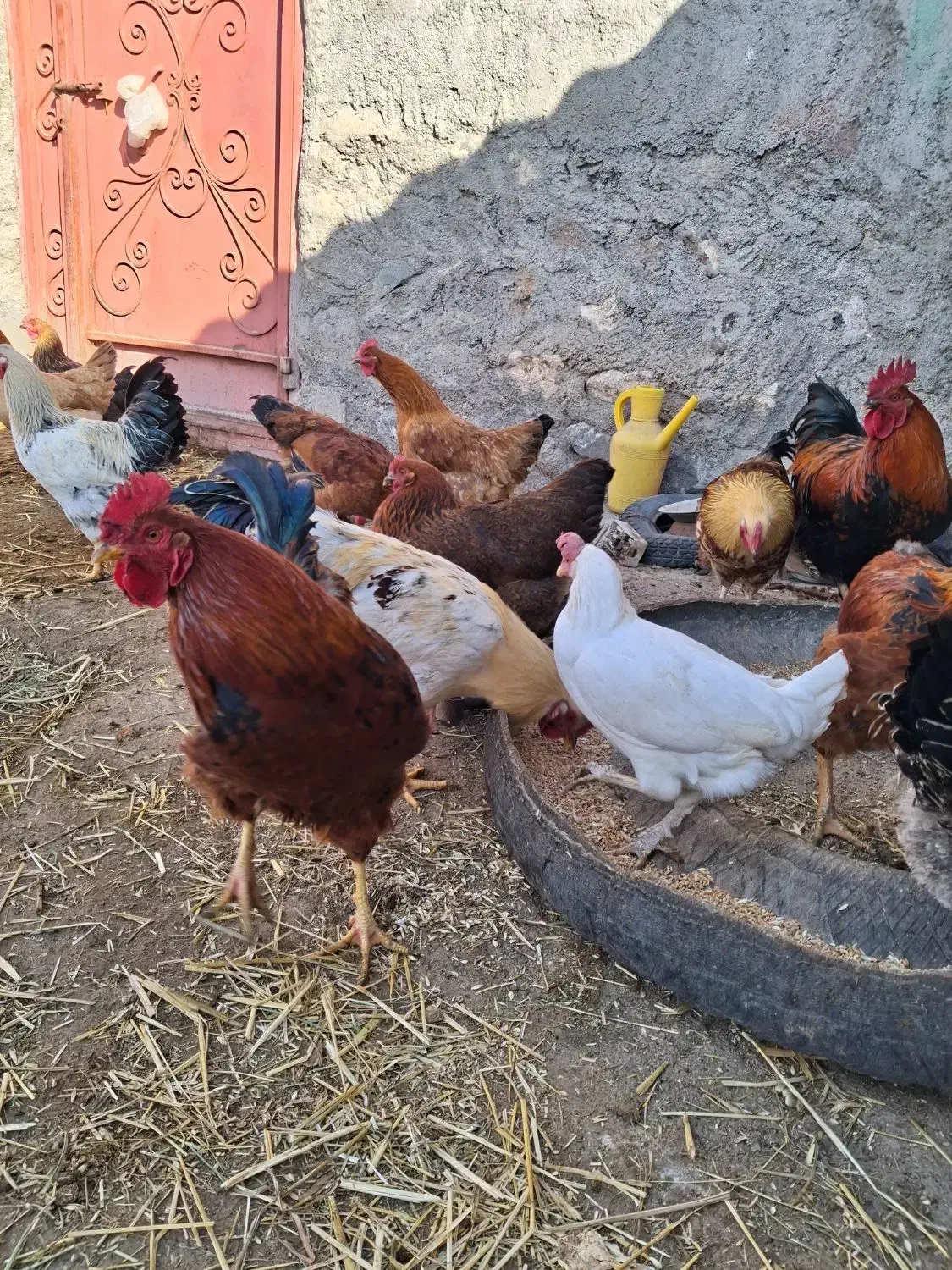 خروس محلی|حیوانات مزرعه|نیر (اردبیل), |دیوار