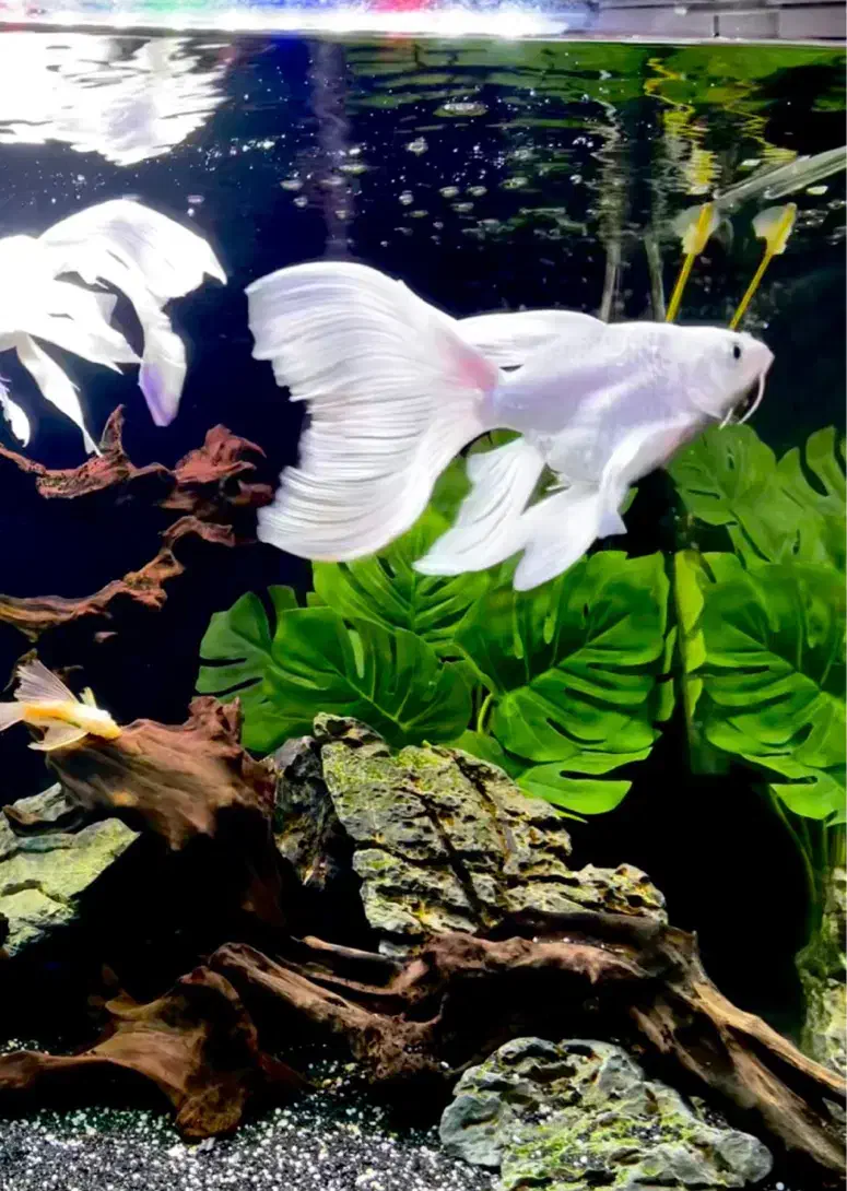 ماهی کوی شورت بادی|ماهی|کرمانشاه, |دیوار