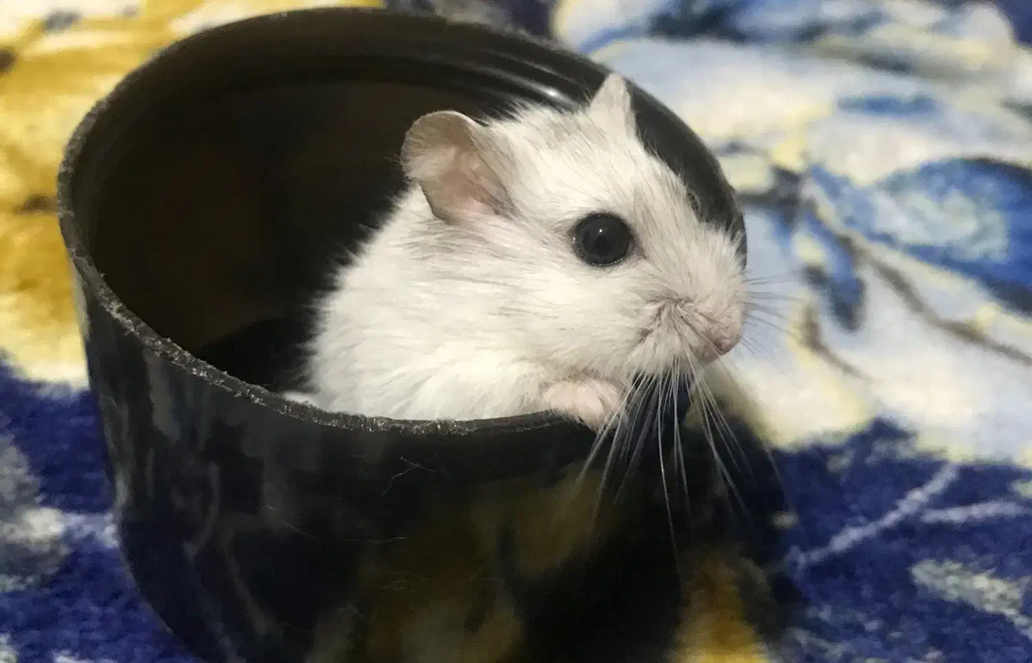 همستر کمپل|موش و خرگوش|خمین, |دیوار