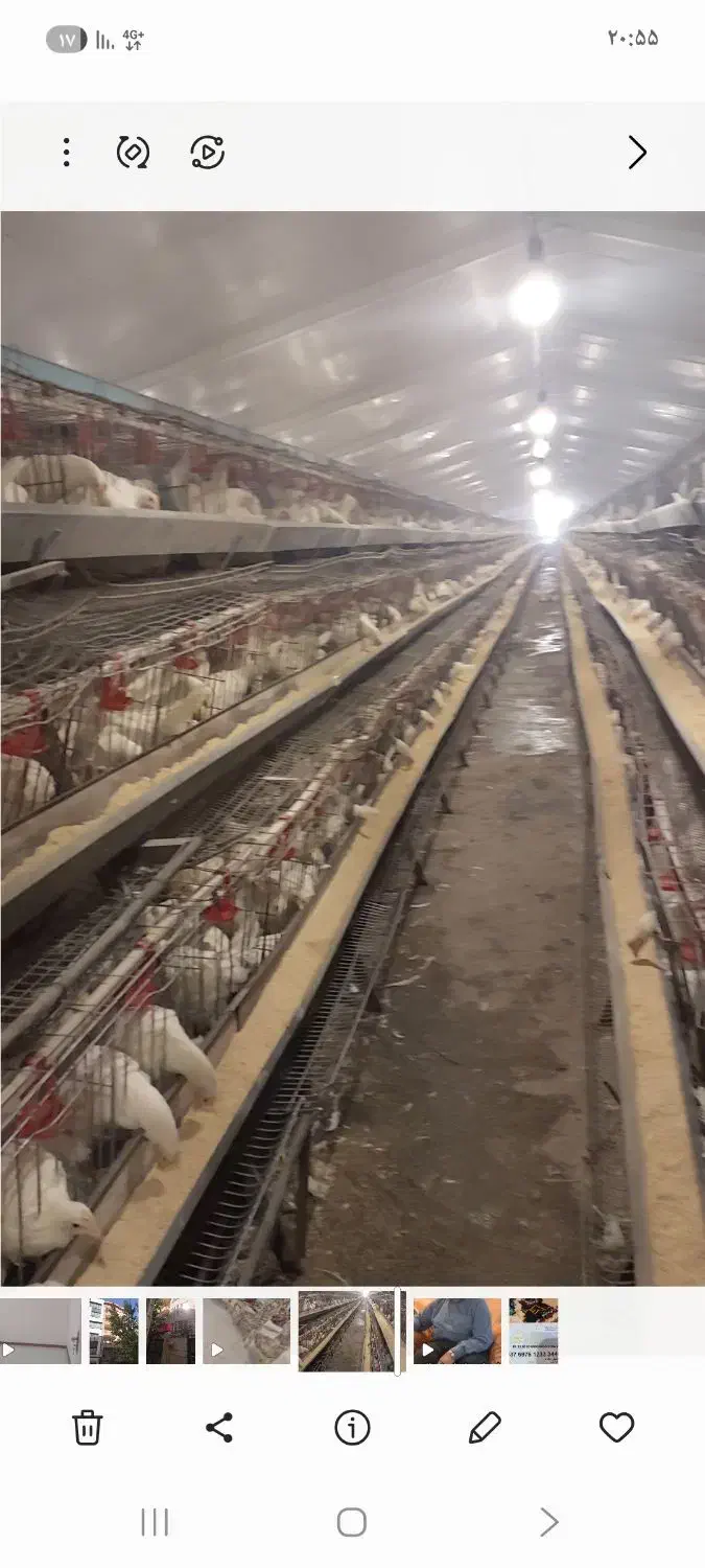 فروش مرغ داری تخم گذار بهترین نقطه البرز|فروش دفتر صنعتی، کشاورزی، تجاری|اشتهارد, |دیوار