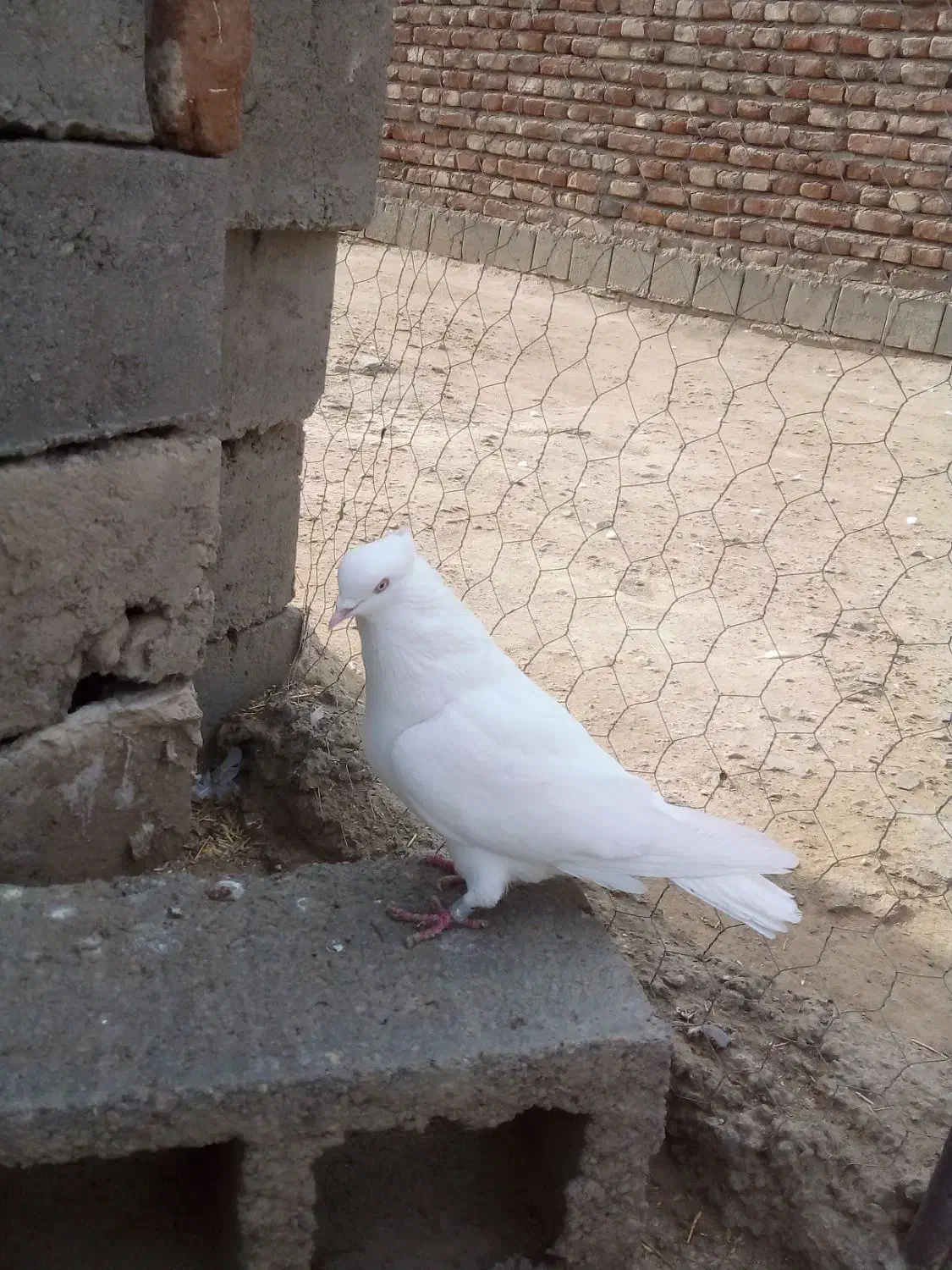 کبوتر|پرنده|بناب, |دیوار