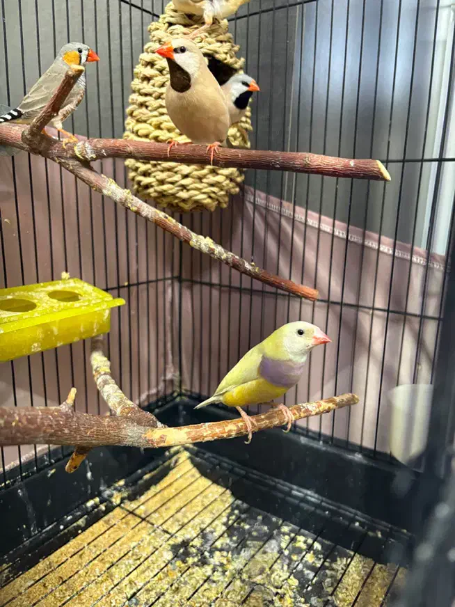 فنچ ماده گلدین|پرنده|تهران, جوادیه تهرانپارس|دیوار