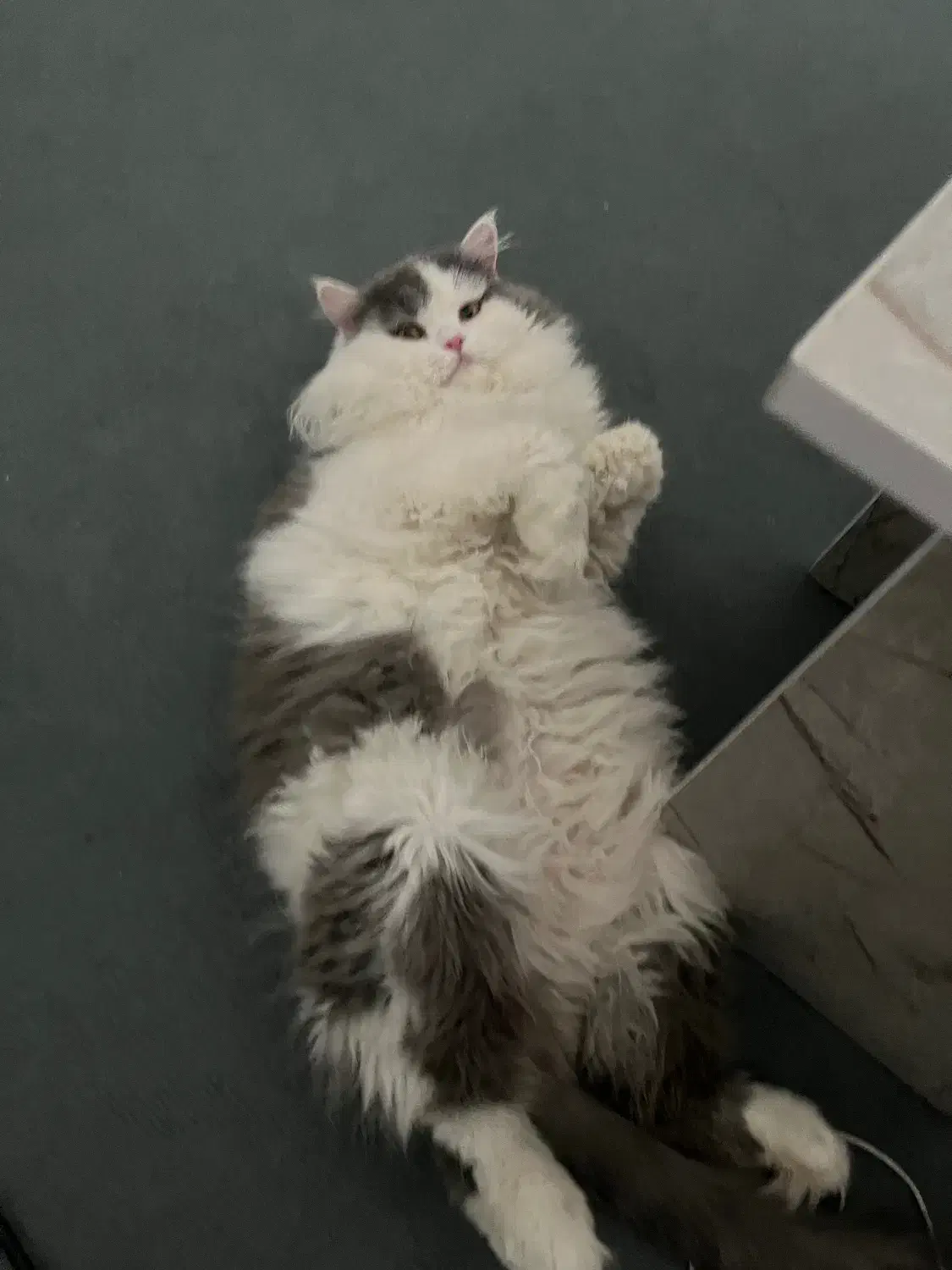 گربه برای جفت گیری|گربه|ارومیه, |دیوار