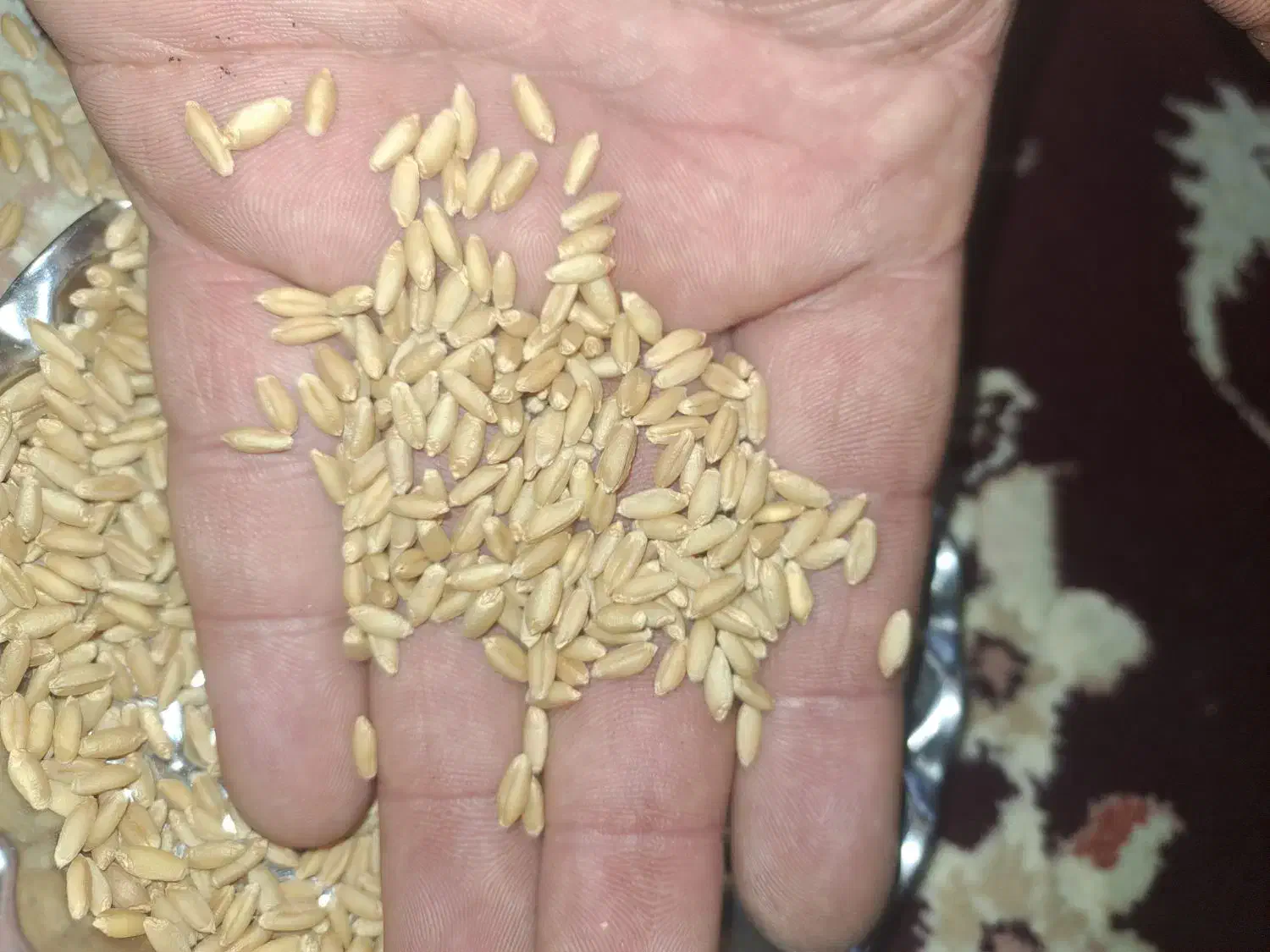 گندم دیم صدرا|گل و گیاه طبیعی|رزن, |دیوار