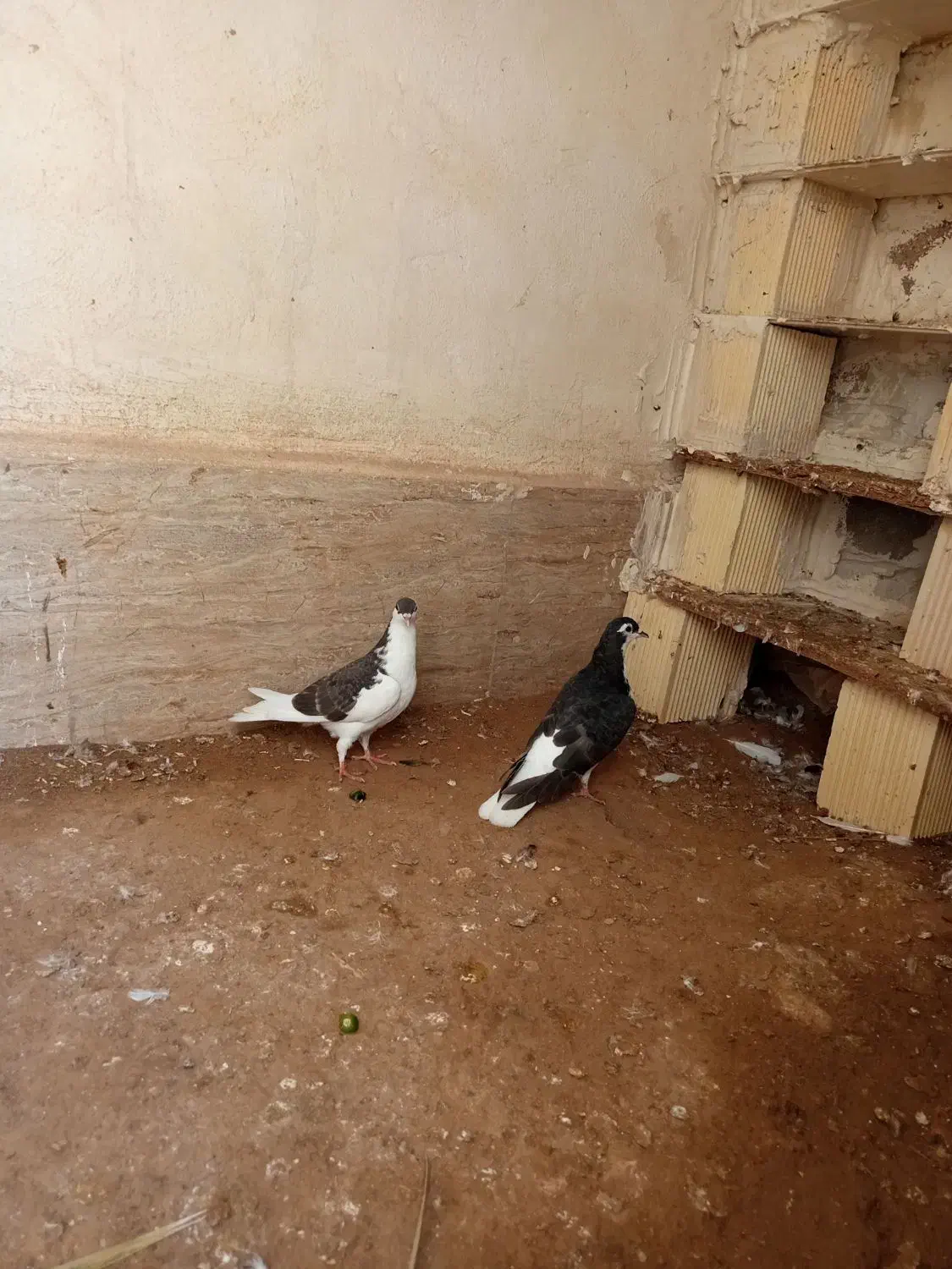 کبوتر شهری|پرنده|امیدیه, |دیوار