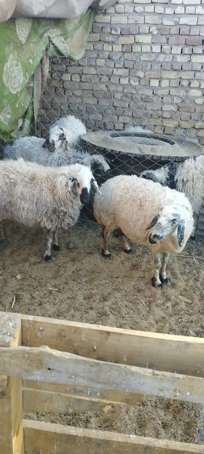 میش چاق بره چاق|حیوانات مزرعه|رفسنجان, |دیوار