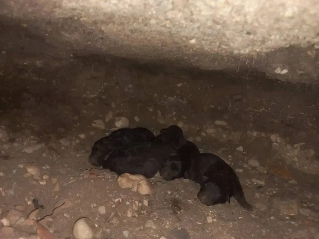 ژرمن ورک فروشی بچه هاش|سگ|نوشهر, |دیوار