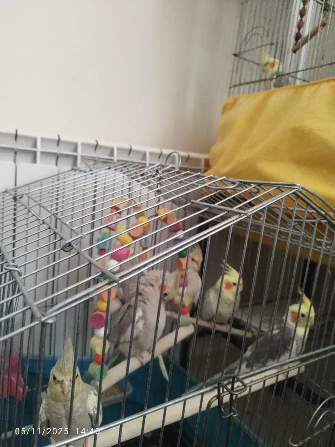 فروش عروس هلندی ۶عدد همه یکجا|پرنده|قزوین, |دیوار