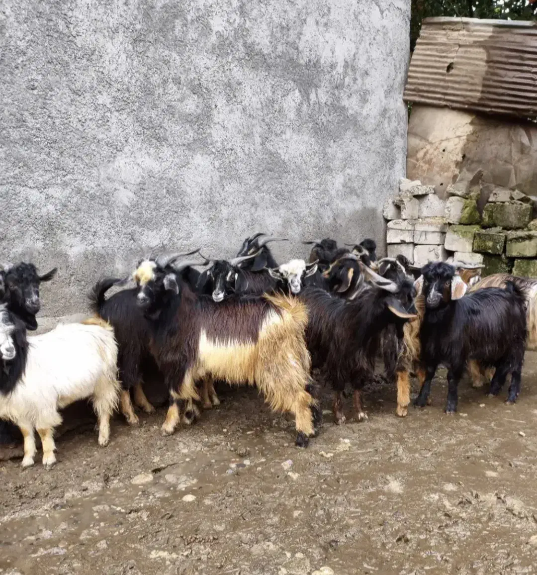 بز بزغاله بره میش|حیوانات مزرعه|قلعه نو, |دیوار