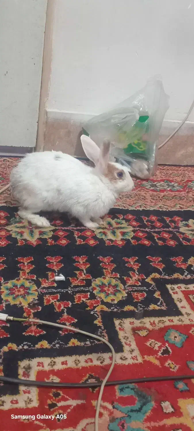 خرگوش|موش و خرگوش|الوند, |دیوار