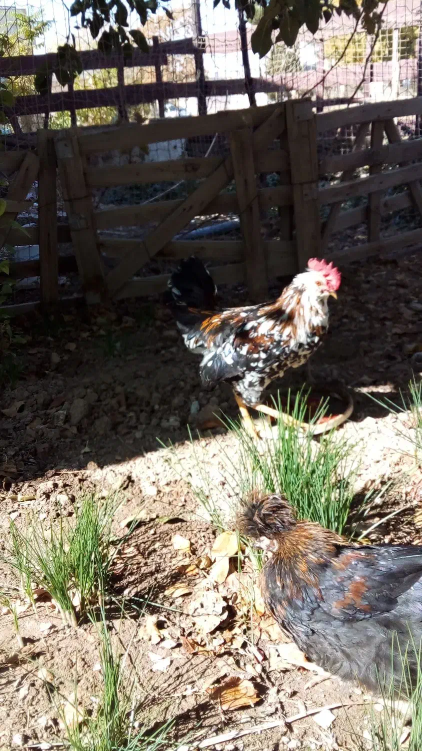 خروس|حیوانات مزرعه|شاهینشهر, کوی مهدیه|دیوار