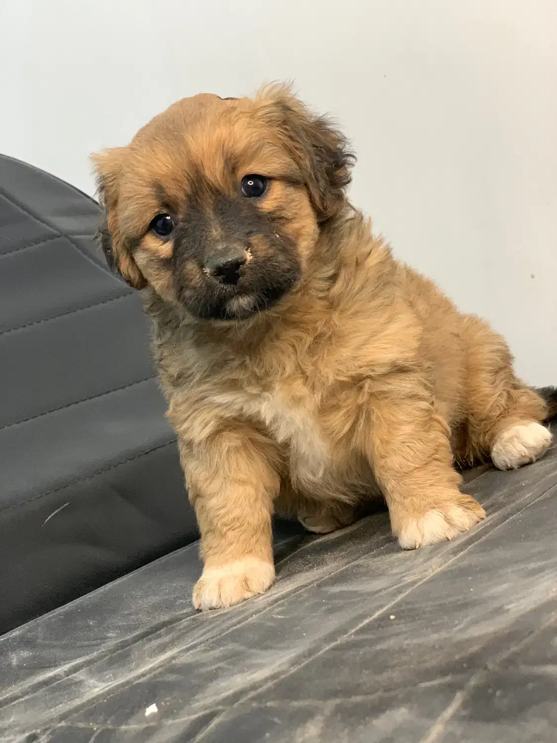 سگ پاکوتاه|سگ|مشهد, بهشت|دیوار