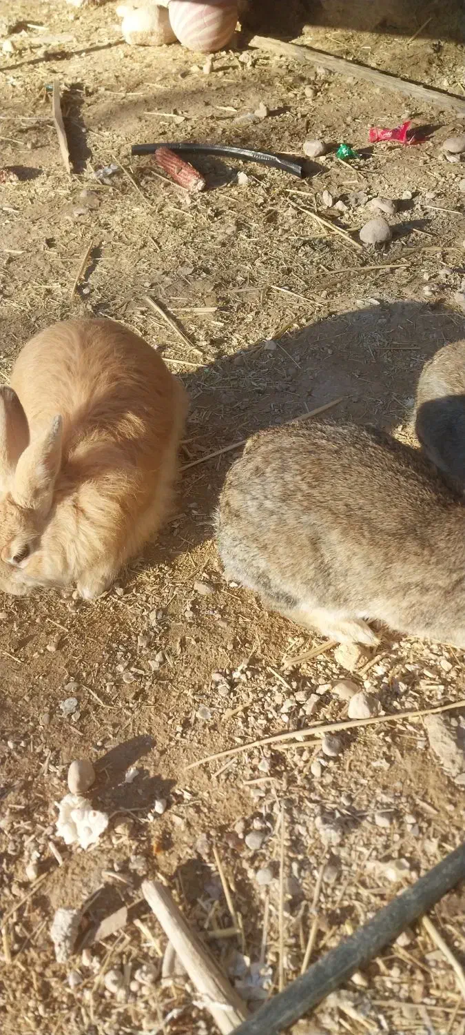 خرگوش|موش و خرگوش|داراب, |دیوار