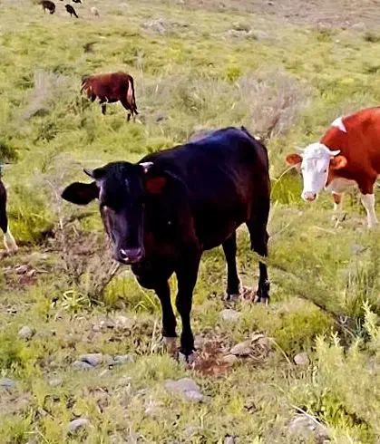 گاو تلیسه|حیوانات مزرعه|سمیرم, |دیوار