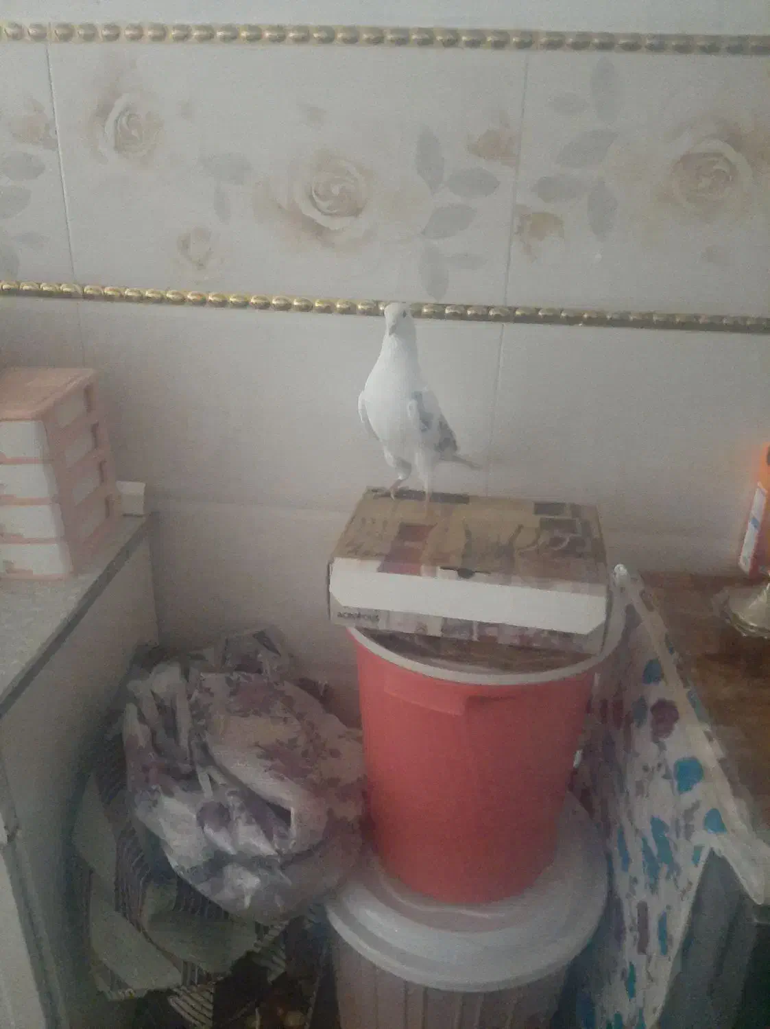 کفتر|پرنده|مشگین شهر, |دیوار