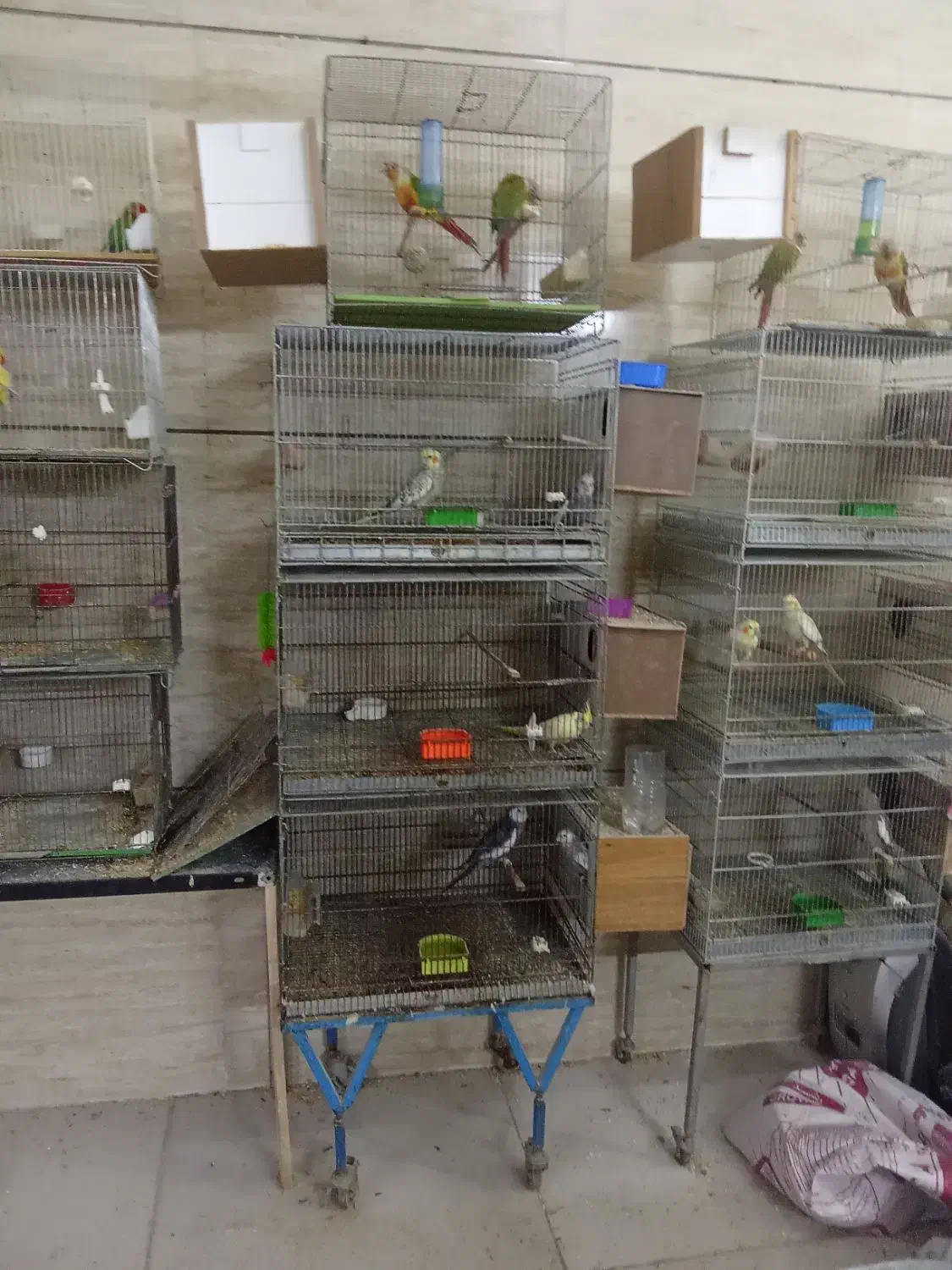 پرنده عروس ملنگو گرینچیک راهب|پرنده|چهاردانگه (تهران), |دیوار