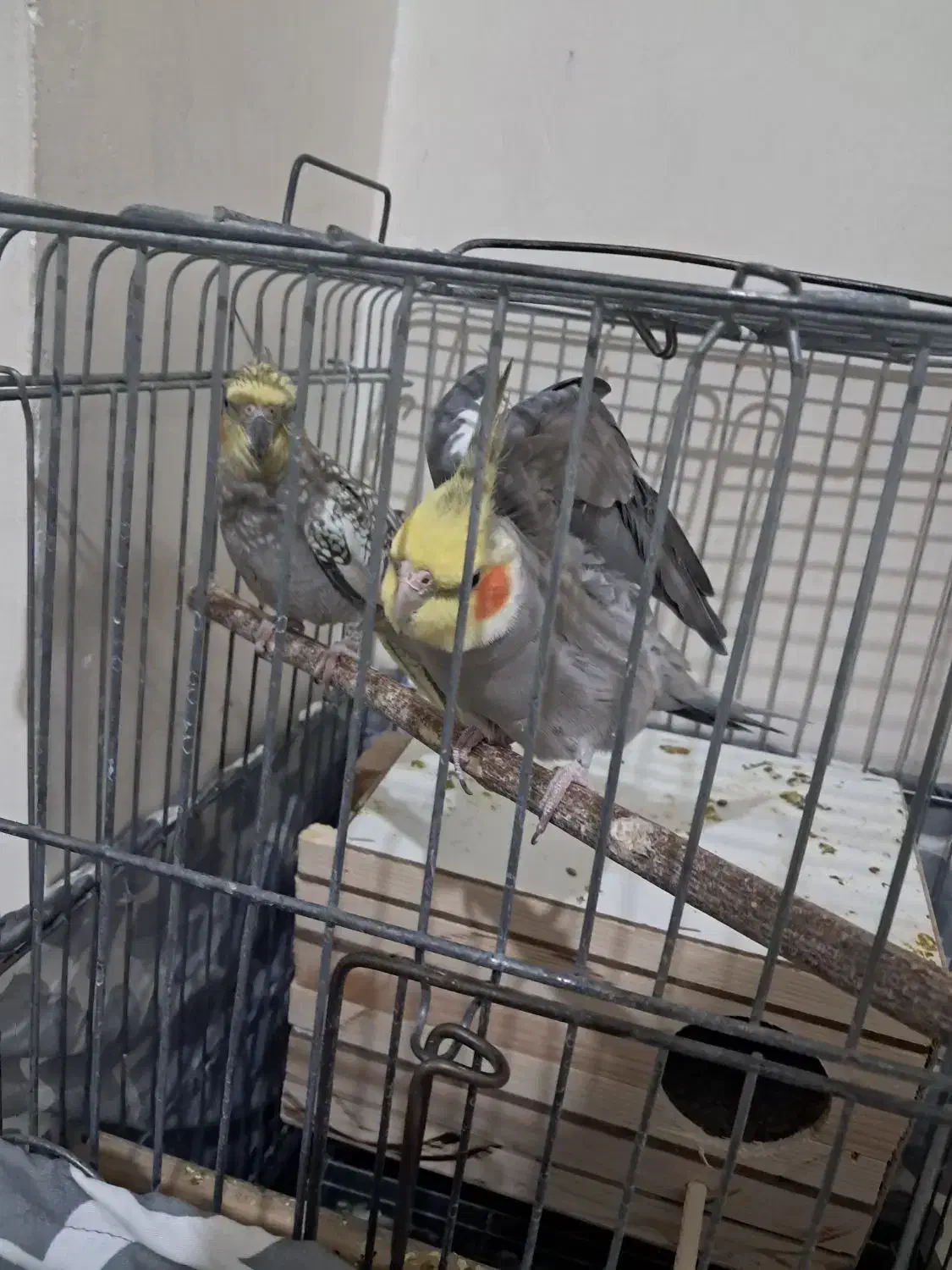 جفت عروس هلندی|پرنده|شاهدشهر, |دیوار