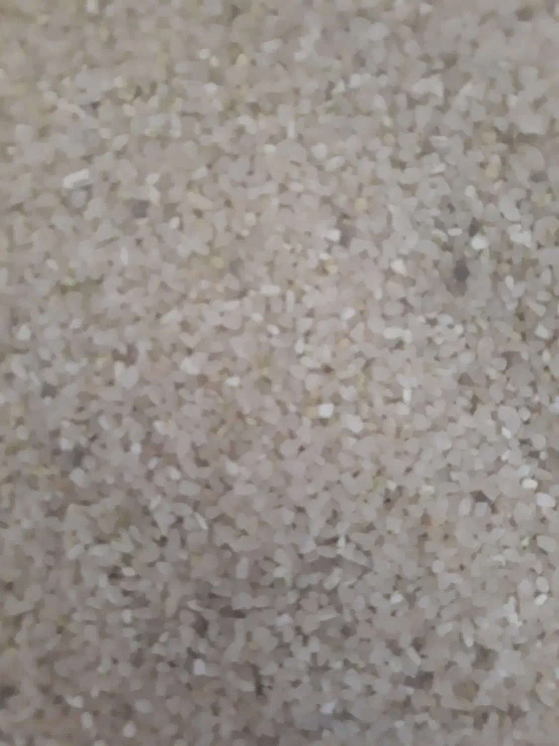 فروش نیم دانه کامفیروزی|خوردنی و آشامیدنی|نیریز, |دیوار