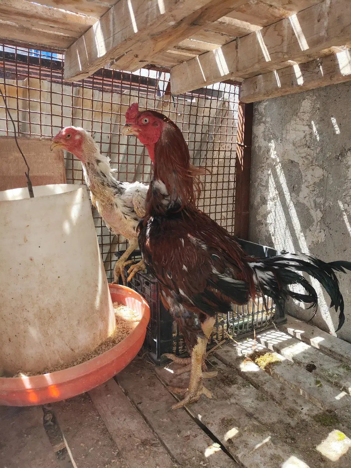 مرغ و خروس لاری  مرغ شاخدار معاوضه|حیوانات مزرعه|شیراز, علی آباد|دیوار