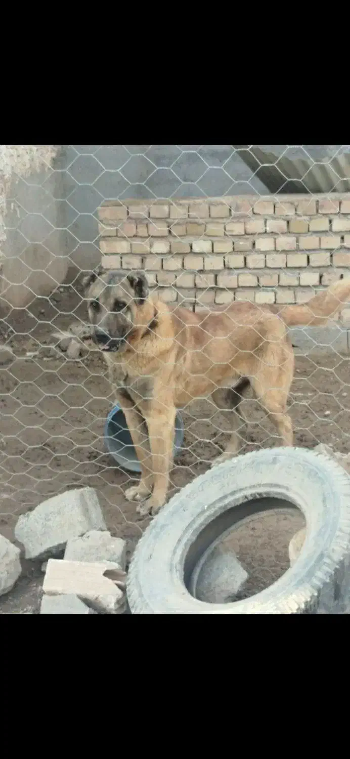 واگذار دوتا توله سگ نر سرابی اصل اصل|سگ|داراب, |دیوار