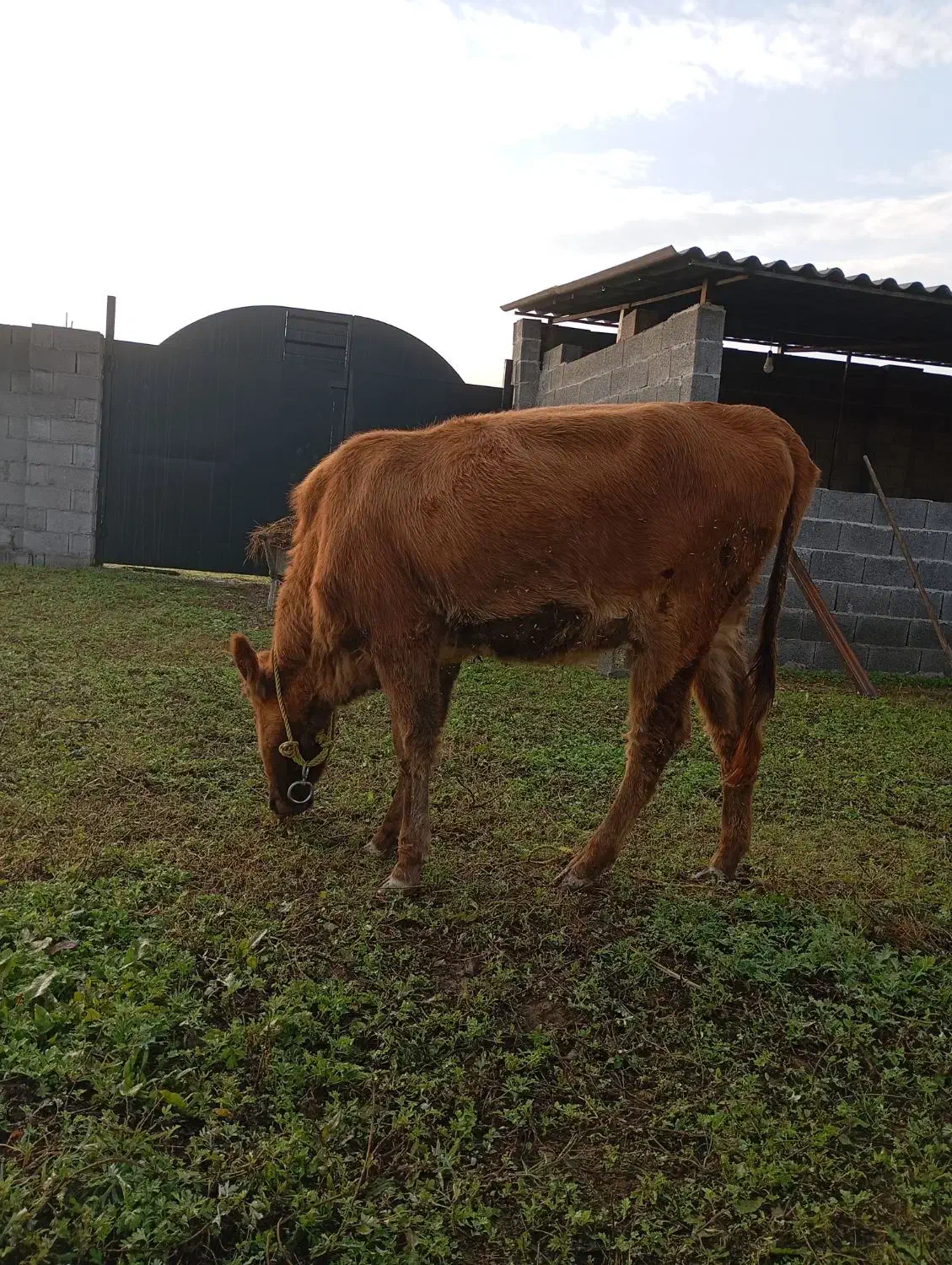 لیشه دستور پابلند یک ماه تخم خورده|حیوانات مزرعه|فومن, |دیوار