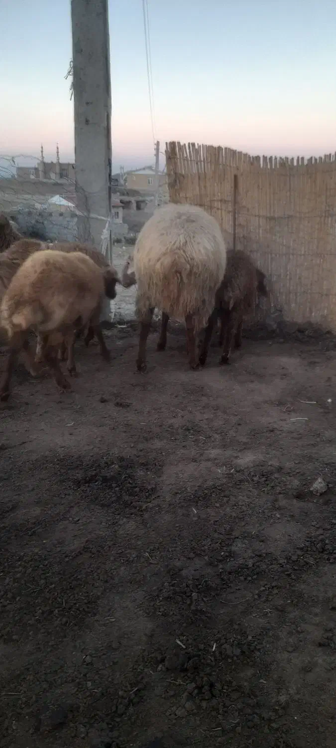 اصلاندوز  مغان|حیوانات مزرعه|بران, |دیوار