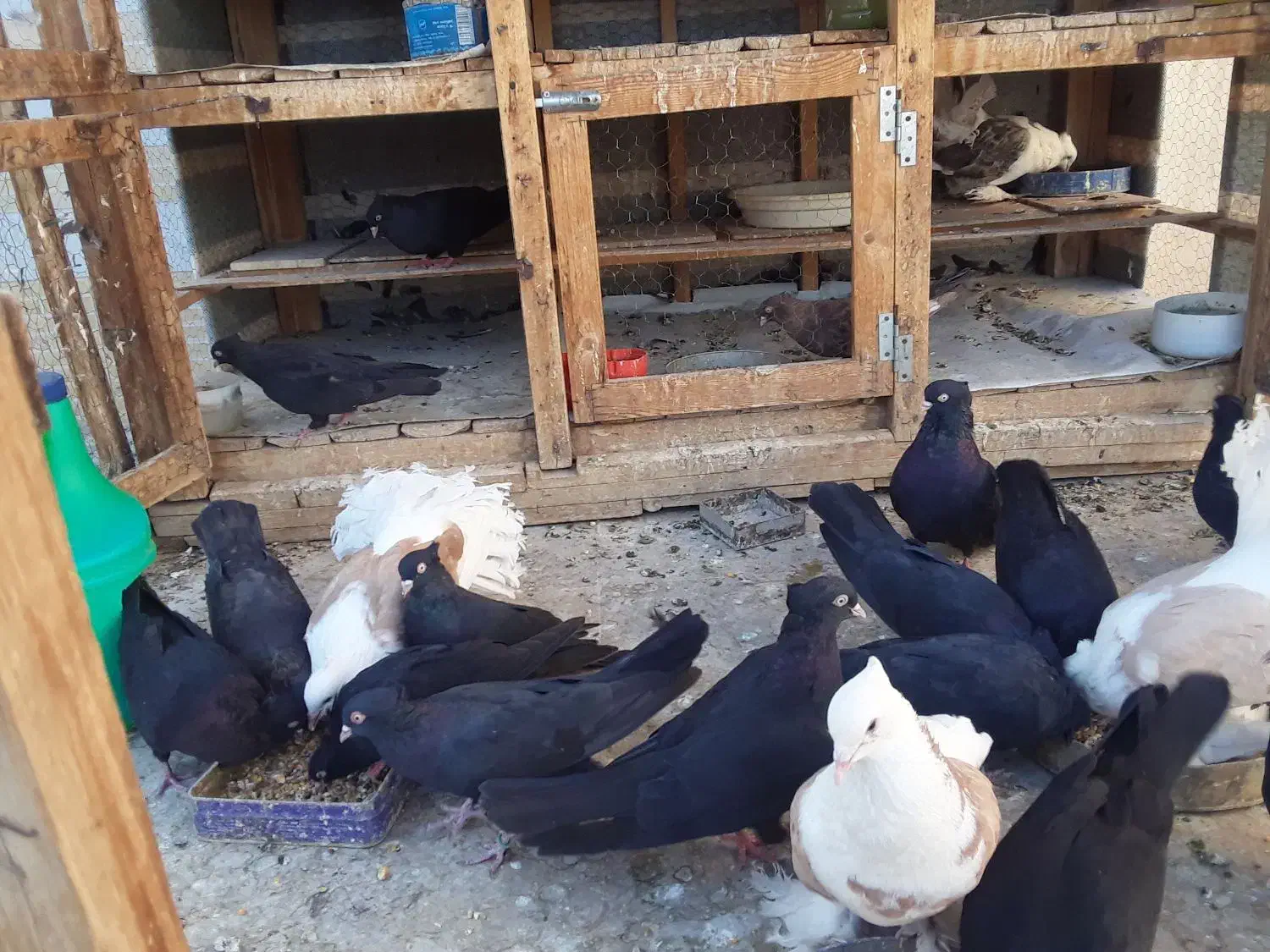 ۶جفت کبوترزاغ ابادانی اصل|پرنده|خمینیشهر, |دیوار