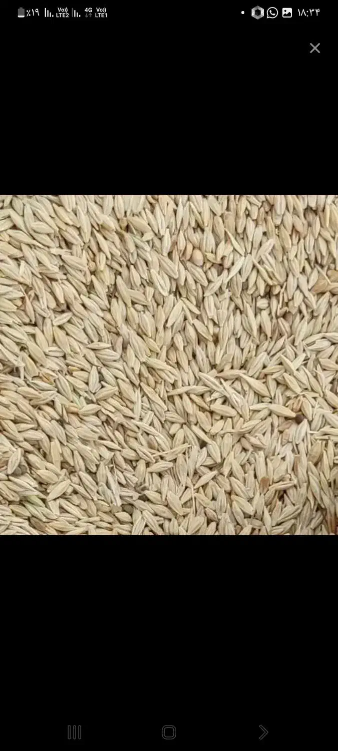 فروش جو سفید جلگه|عمده‌فروشی|تایباد, |دیوار