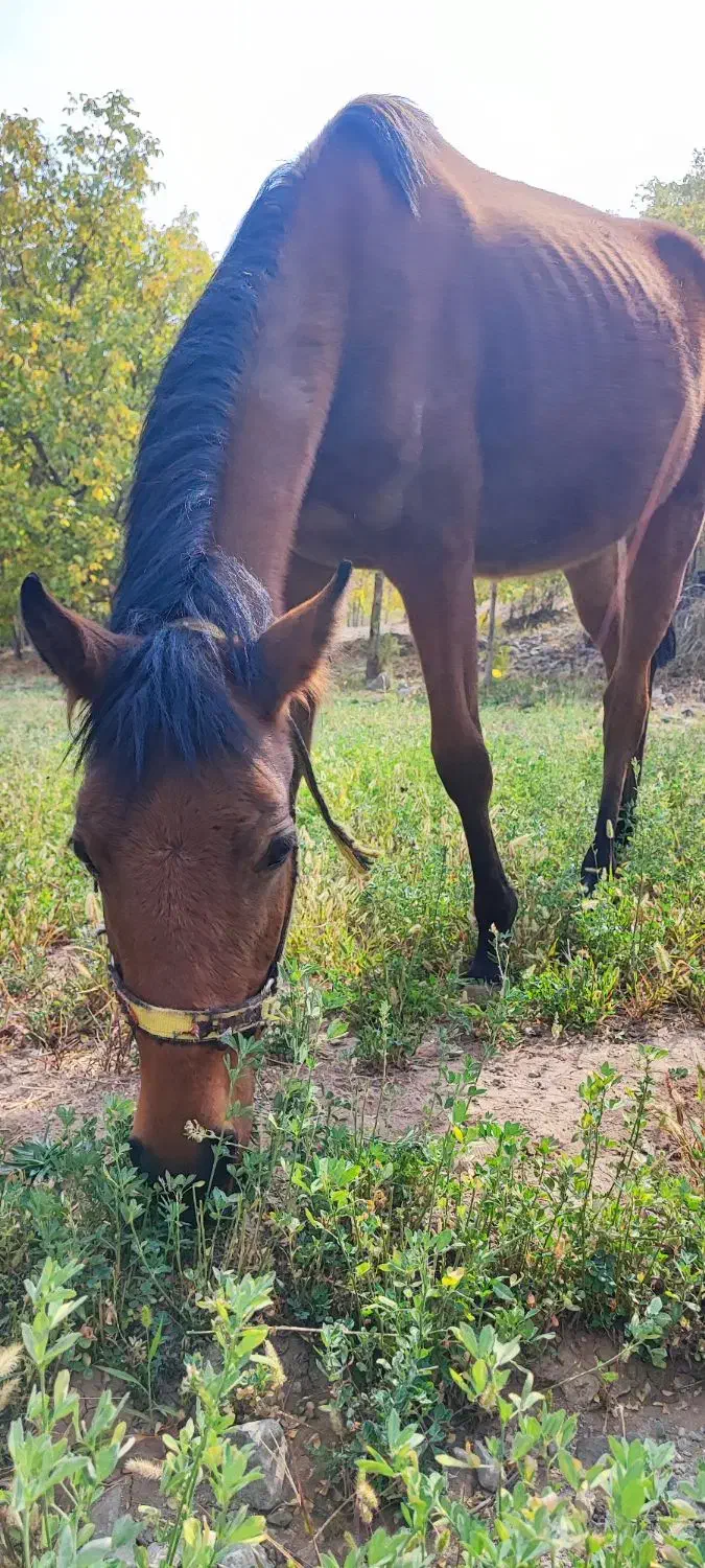 کره نریان|اسب و تجهیزات اسب‌سواری|رابر, |دیوار