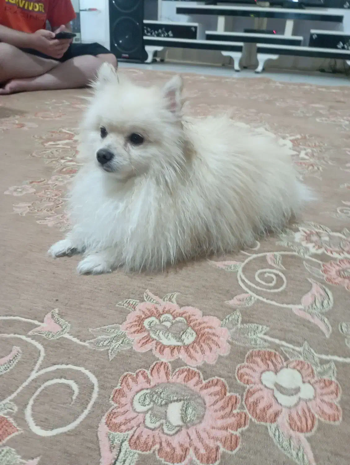 پامرین خرسی|سگ|تهران, وردآورد|دیوار