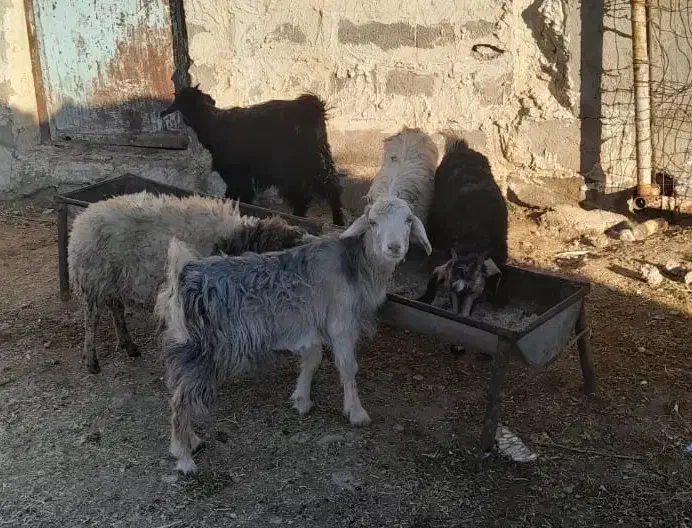 چپش جفتی 8200|حیوانات مزرعه|آبدانان, |دیوار