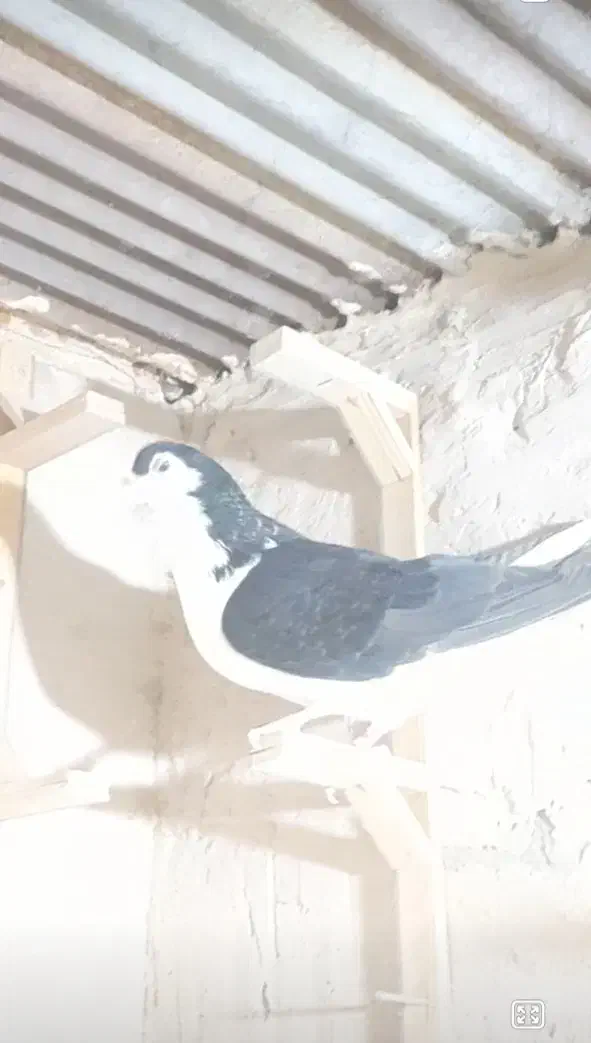 کبوتر|پرنده|تربتحیدریه, شهرک ولیعصر|دیوار