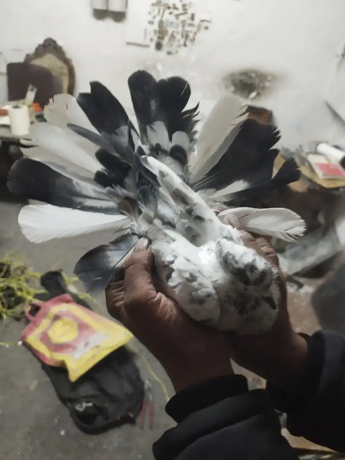 کفتراصفهانیبازیکن|پرنده|خمینیشهر, |دیوار