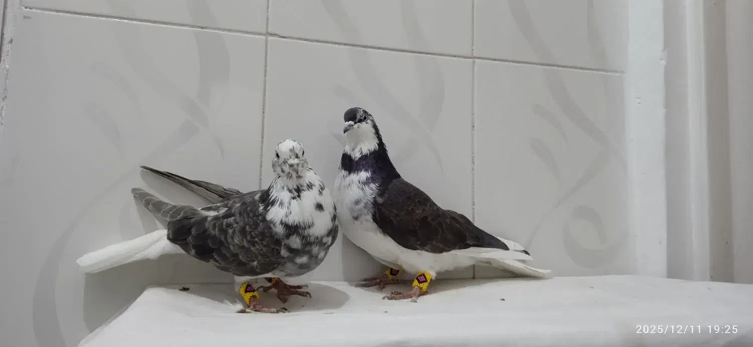 کبوتر قاره دم سفید نر و ماده بضمانت ساعت و بازی|پرنده|سنندج, |دیوار