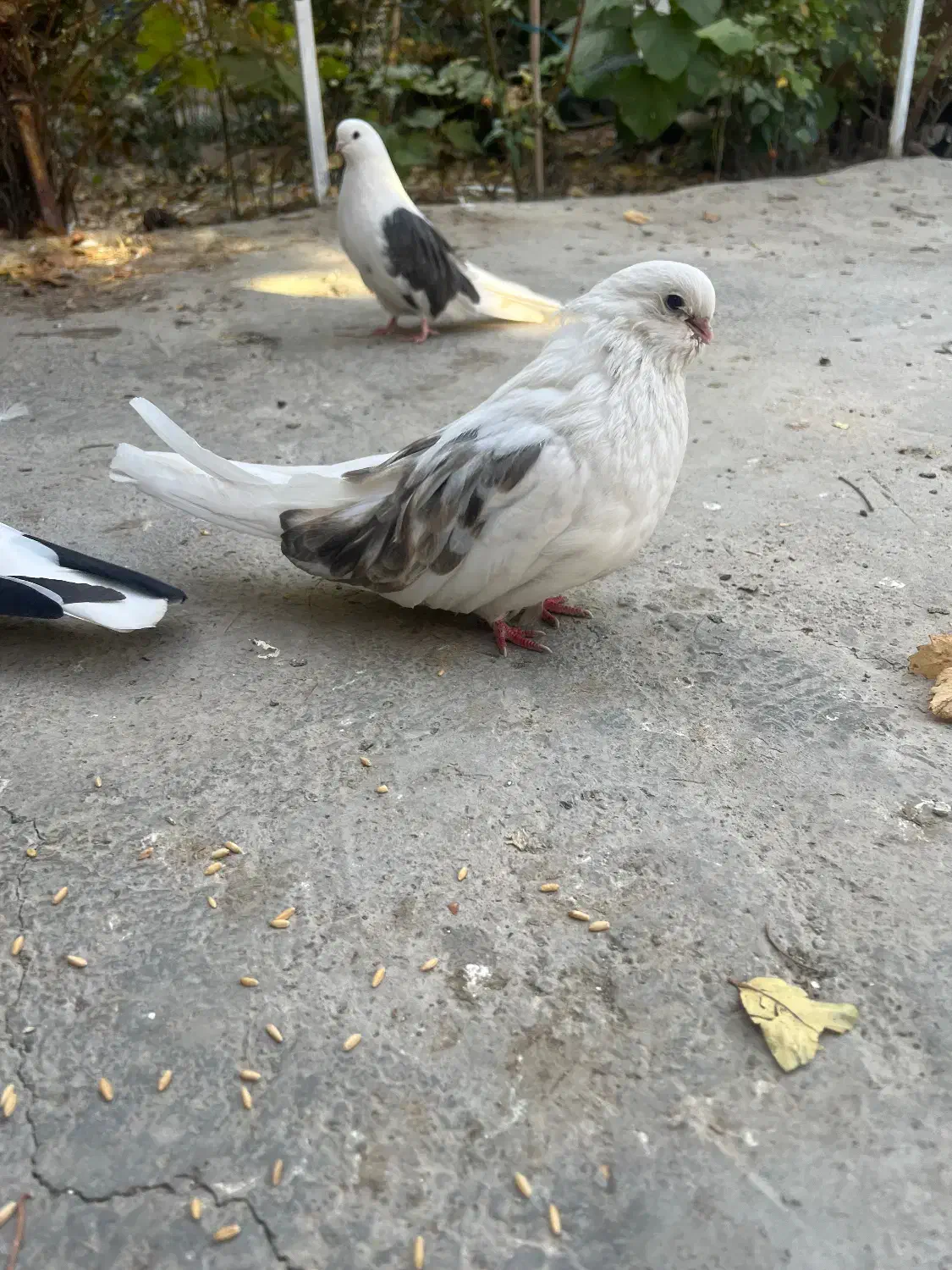 کبوتر نوک ریز|پرنده|وحیدیه, |دیوار