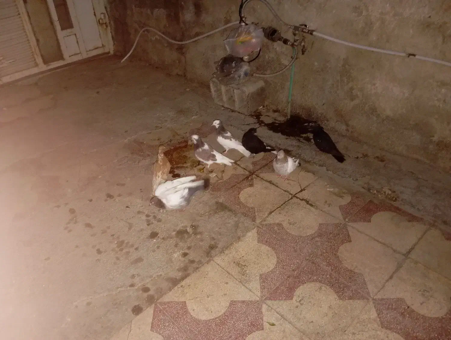 کفتر نرو ماده|پرنده|شیراز, دست خضر|دیوار