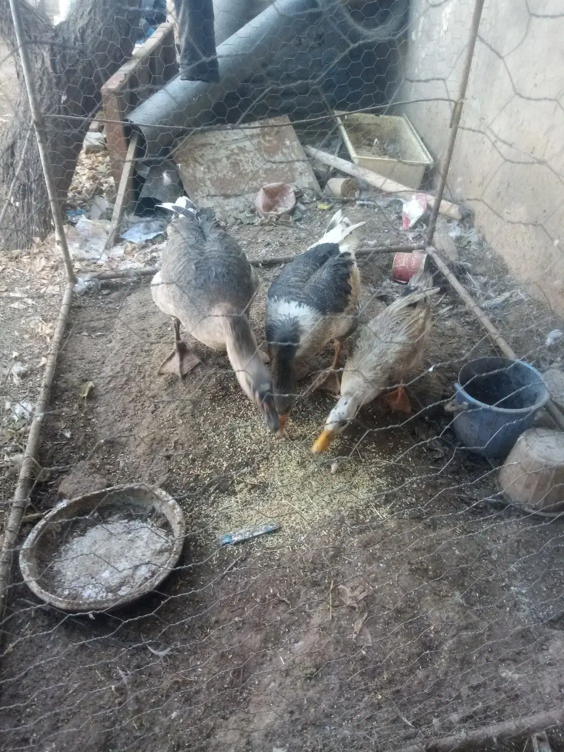 قو قاز نر و غاز محلی ماده و یک عدد اردک نر رایگان|حیوانات مزرعه|هریس, |دیوار