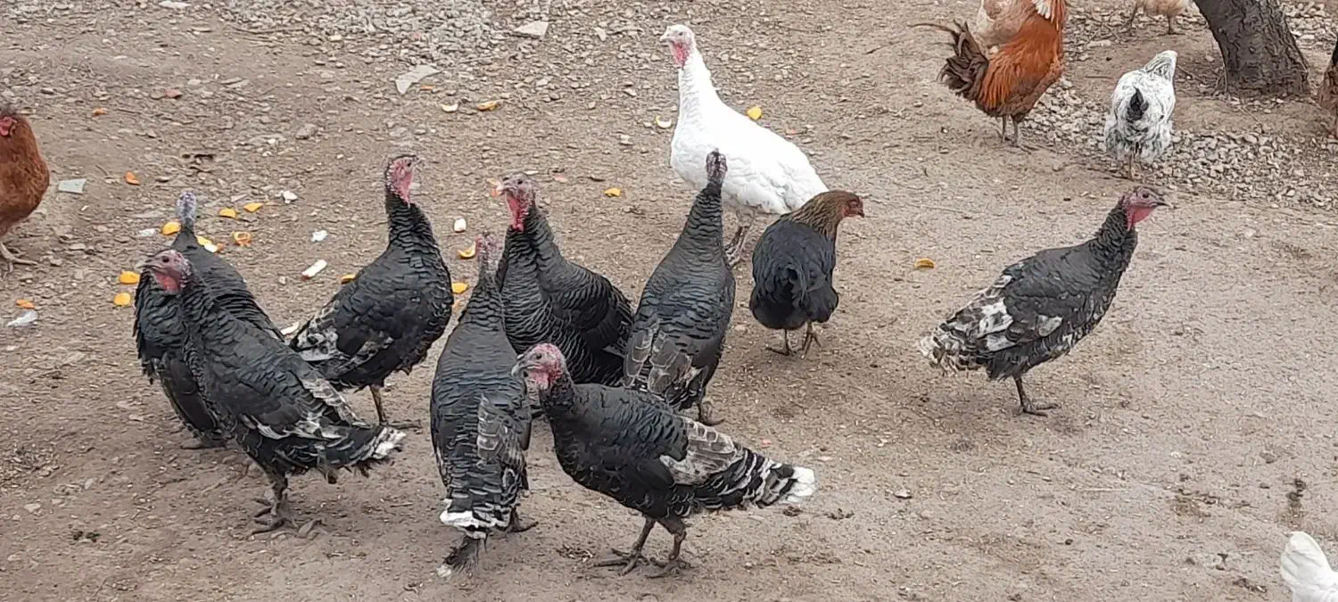 بوقلمون جوان|حیوانات مزرعه|سیلاخور, |دیوار