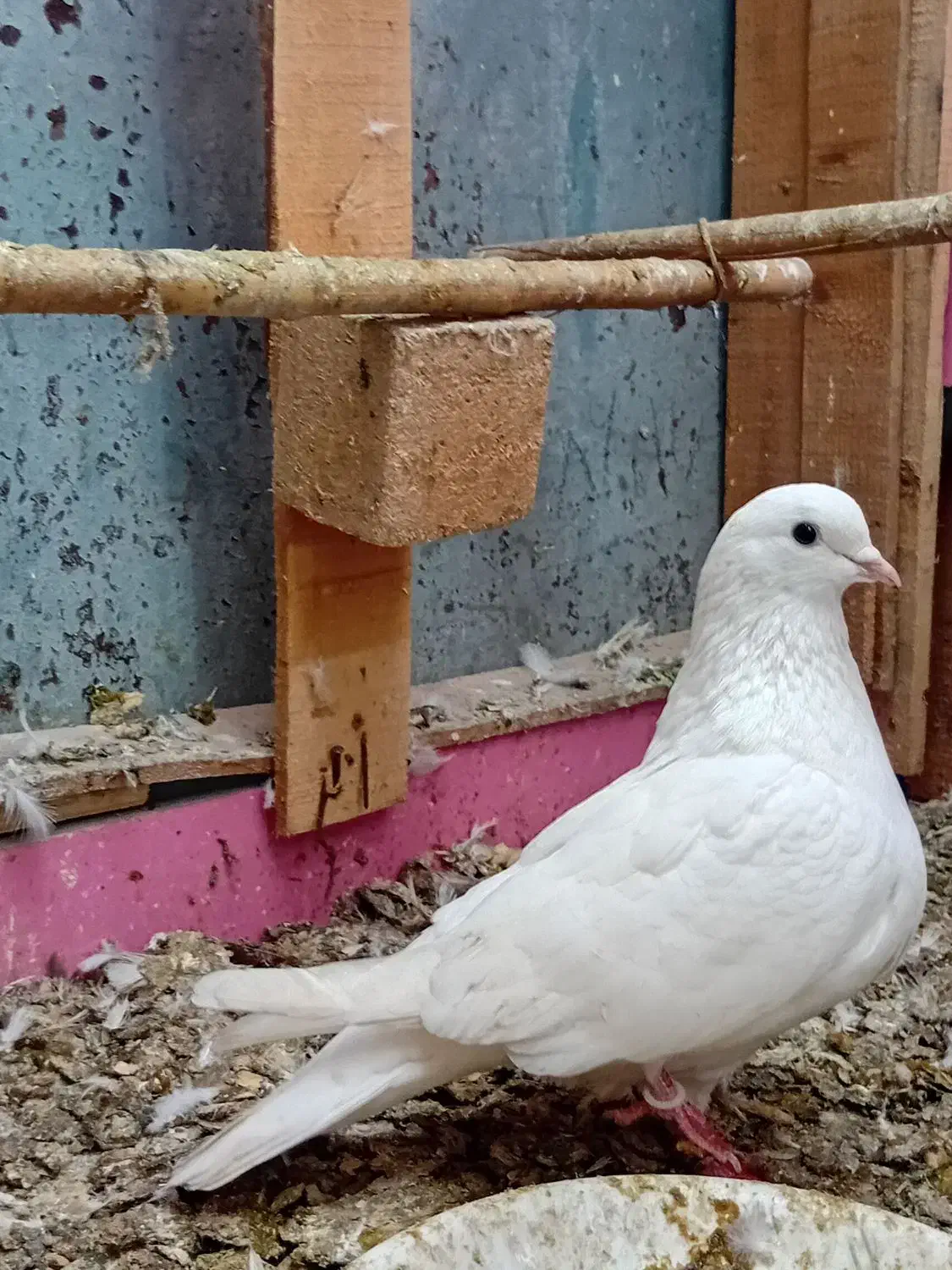 کبوتر|پرنده|رشت, بیجارپس|دیوار