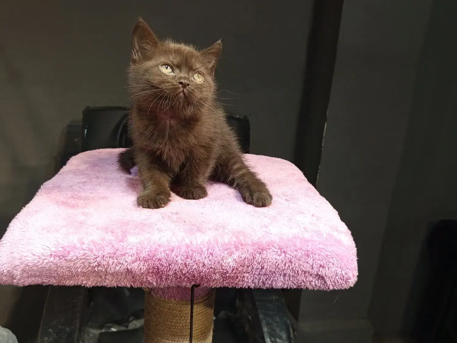 بچه گربه برتیش چاکلت|گربه|تهران, تهرانسر مرکزی|دیوار