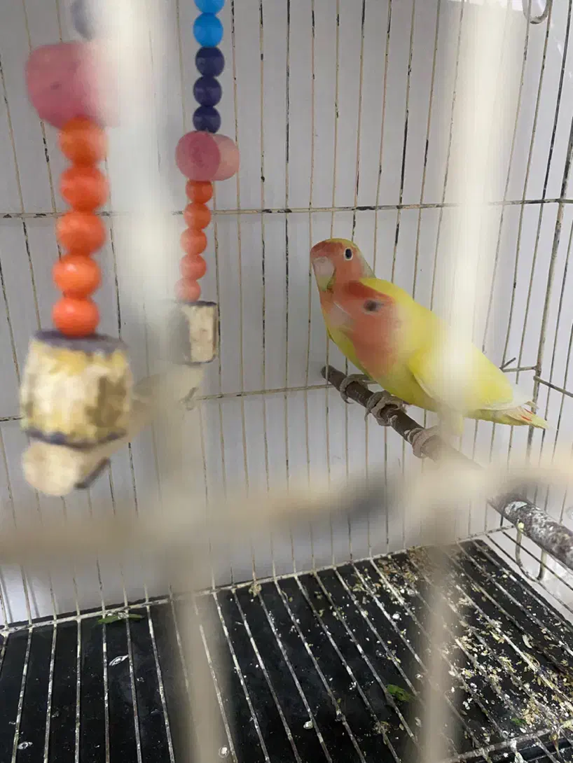 کوتوله|پرنده|زابل, |دیوار