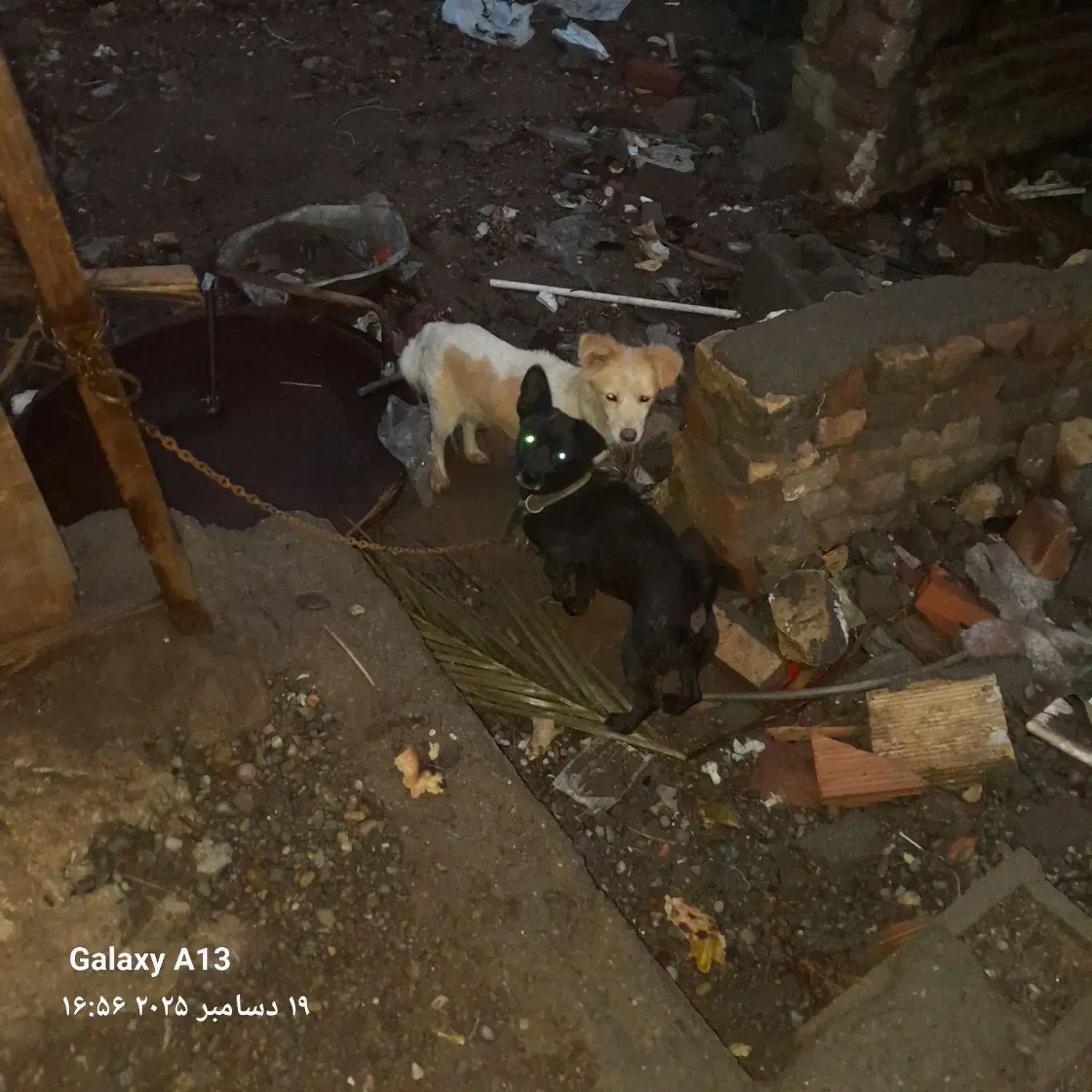 سگ پاکوتاه گیرنده جفت نر ماده معاوضه هم میکنم|سگ|بم, |دیوار