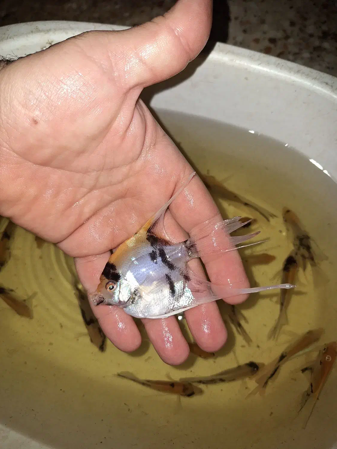 انجل کوی ماربل سایز مولد|ماهی|چهارباغ, |دیوار