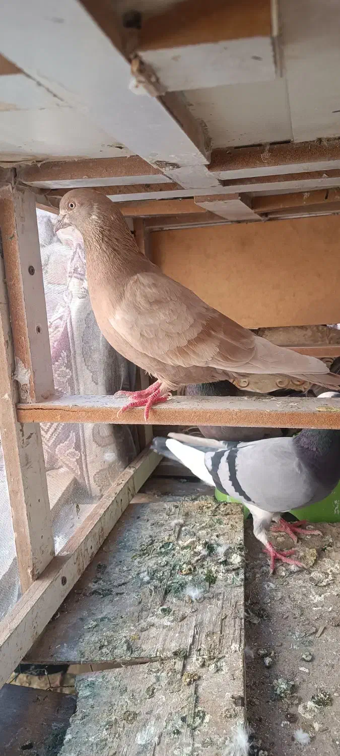 پرشی|پرنده|بم, |دیوار