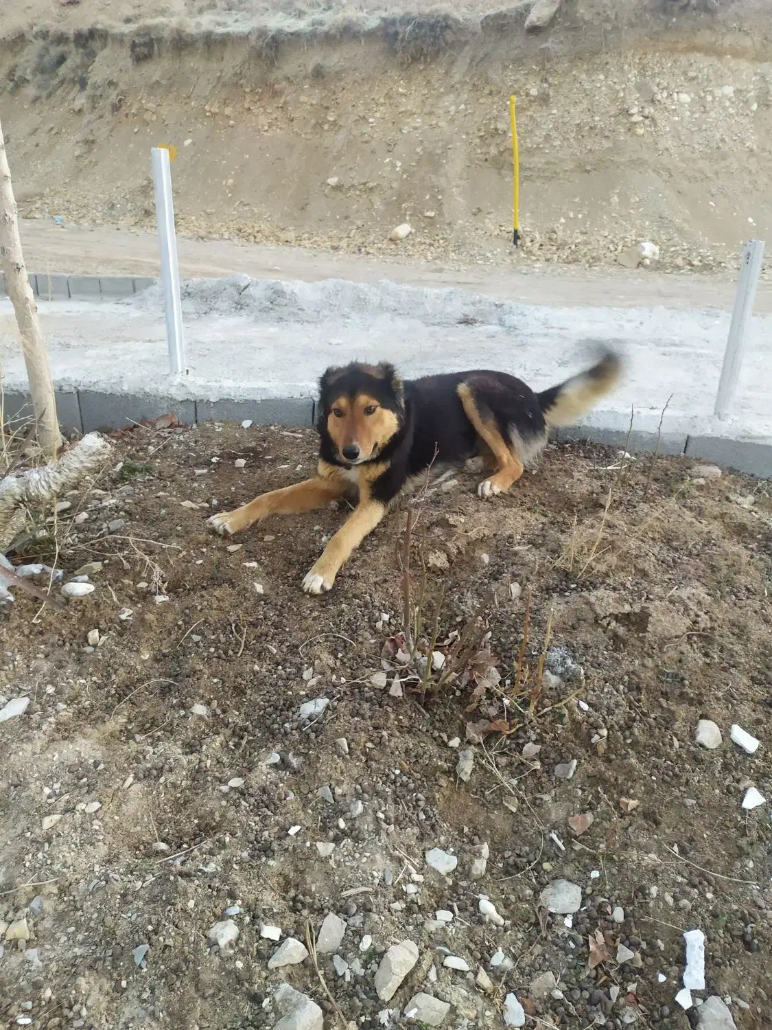 سگ شکاری|سگ|سپیدان, |دیوار