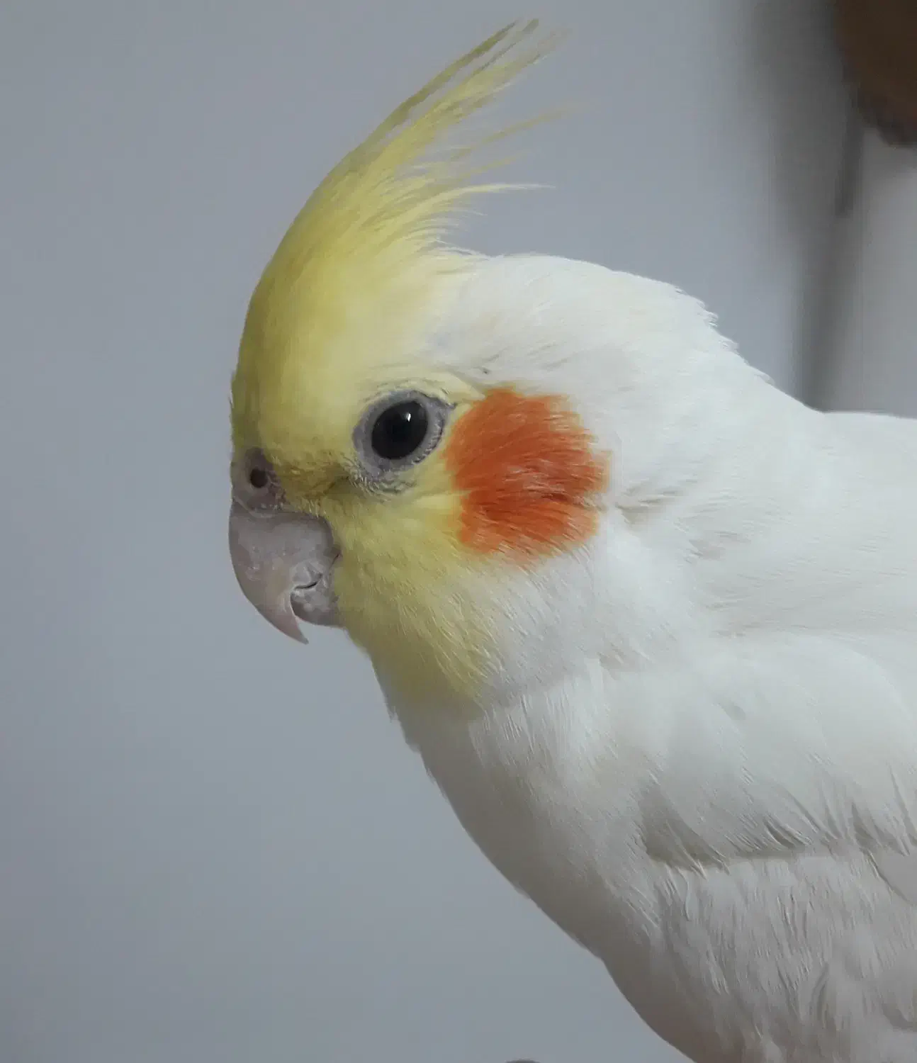 عروس هلندی پیدا شده در مشهد|حیوانات|مشهد, تربیت (صدف)|دیوار