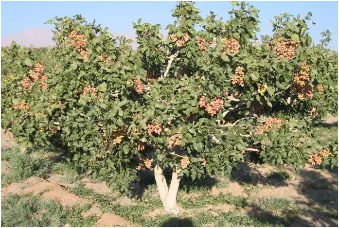 مشاوره .کاشت پسته|خدمات باغبانی و درختکاری|قم, آزادگان|دیوار