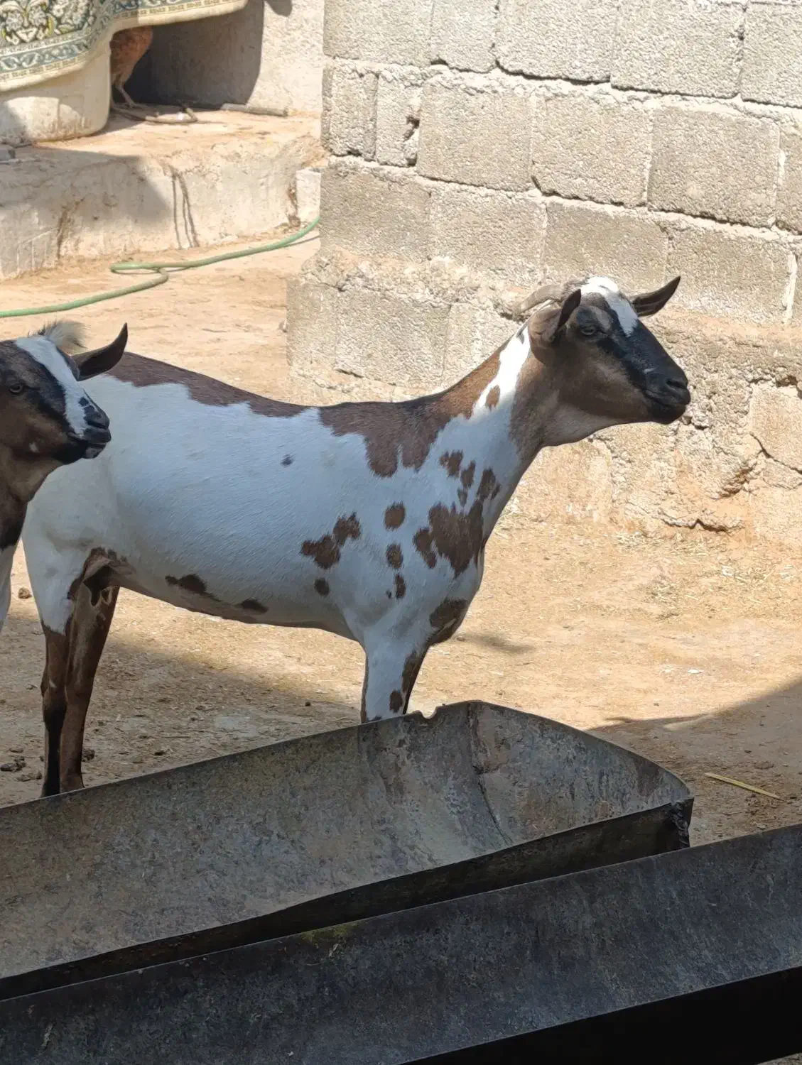 بز سومالی اصل|حیوانات مزرعه|چغادک, |دیوار