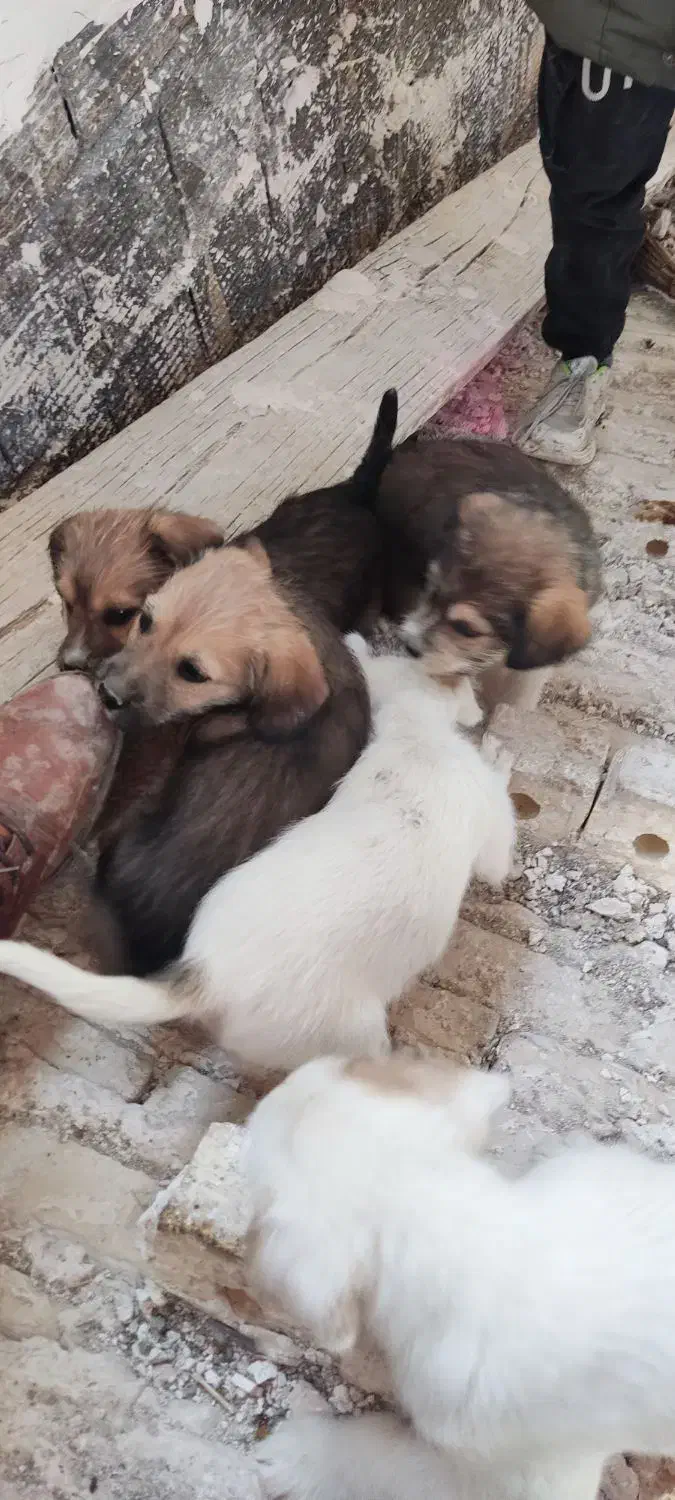 حیوان خونگی|سگ|تربت‌حیدریه, بالا ولایت|دیوار