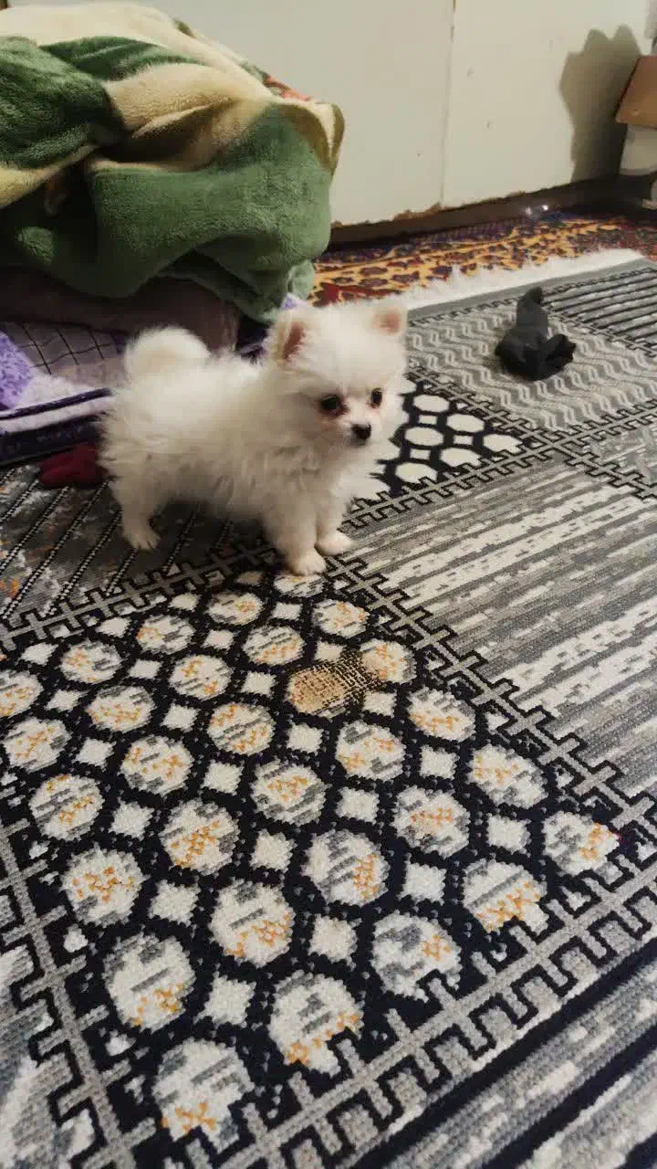 پامر خرسی بازیگوش|سگ|تهران, حر|دیوار